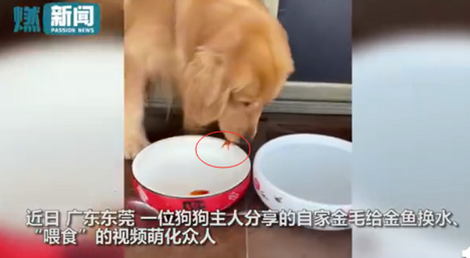 金鱼|金毛小心翼翼给金鱼换水 简直萌化了