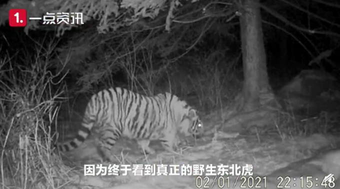 猎食|野生东北虎猎食飞扑咬住护院大狗 温馨提示：遇见野生动物保持距离