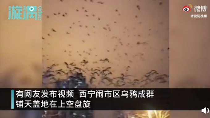 上空|青海西宁上空乌鸦成群遮天蔽日 铺天盖地在上空盘旋