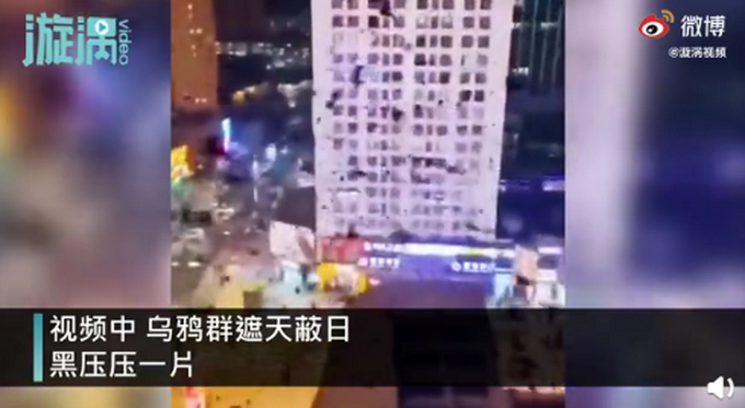 上空|青海西宁上空乌鸦成群遮天蔽日 铺天盖地在上空盘旋