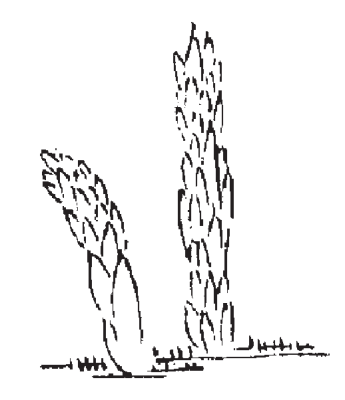 沒想到吧，古人居然用這些東西做“偉哥”