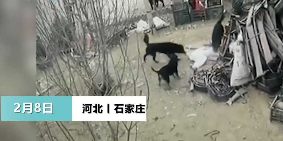 围攻|4只黑狗围攻1只大鹅结果被翻盘 黑狗表示这太丢脸了