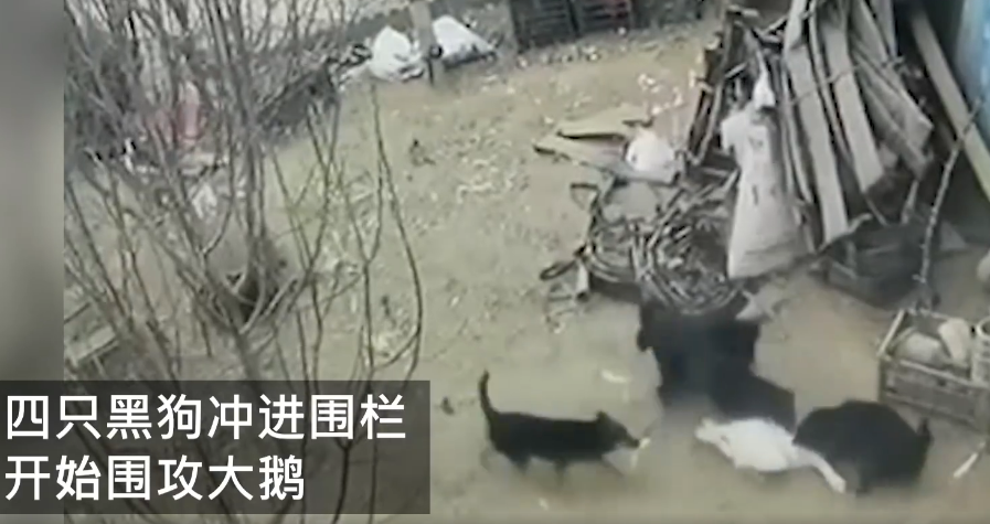 围攻|4只黑狗围攻1只大鹅结果被翻盘 黑狗表示这太丢脸了