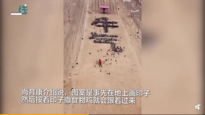 4千|小伙指挥4千只鸡摆出牛气冲天 其之前还帮网友摆名字向女朋友告白