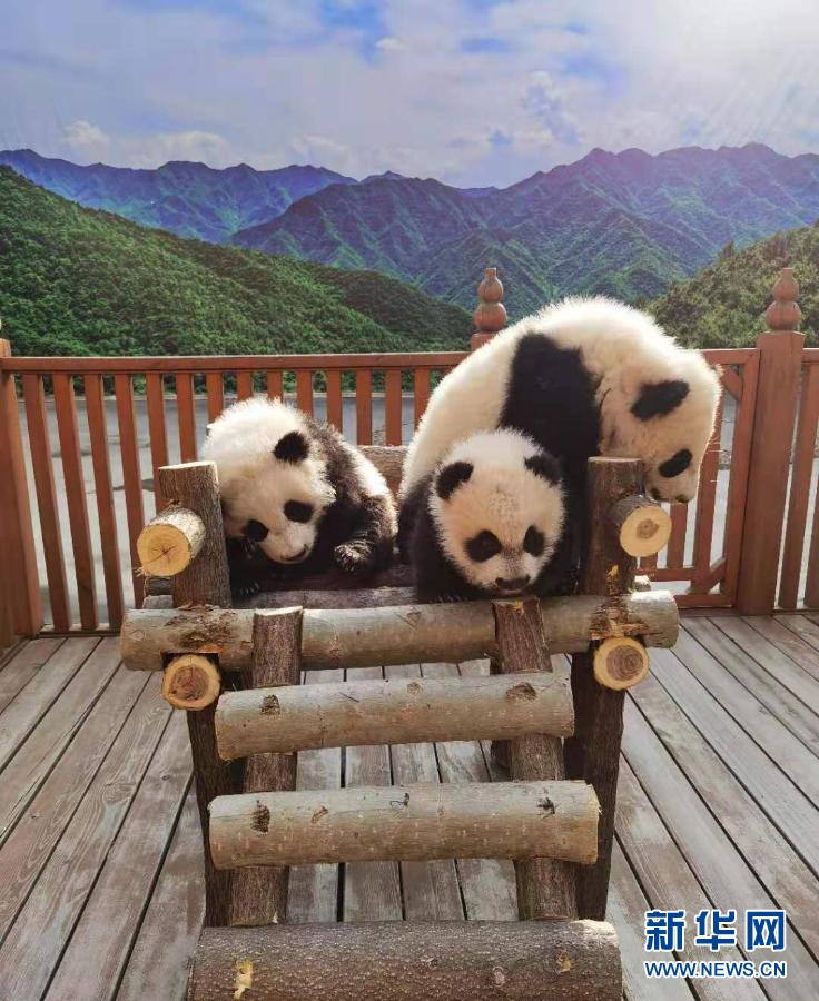 陕西：4只秦岭大熊猫“新生儿”顺利命名