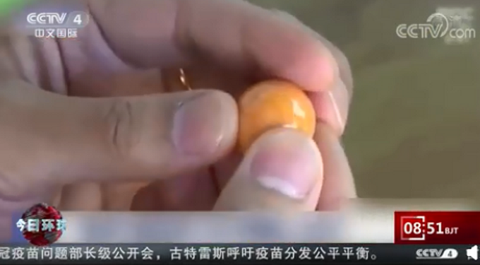 广东一女子饭店吃蚌肉发现珍珠！网友直呼幸运