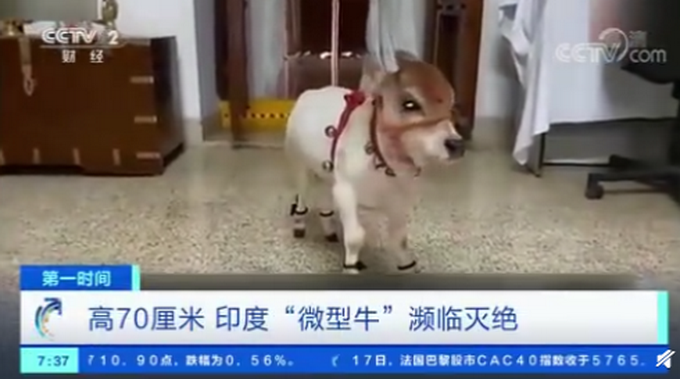 濒临灭绝|印度微型牛濒临灭绝 微型牛年牛平均高度仅有70-90厘米