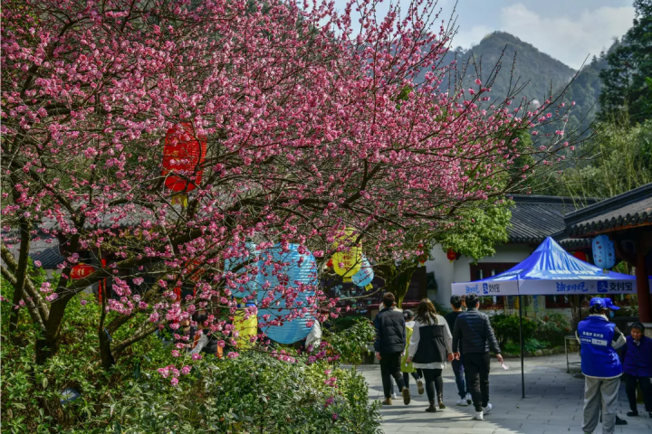 万亩樱花海“织”成粉色天空！当樱花撞上梅花，桐庐天子地“热闹非凡”