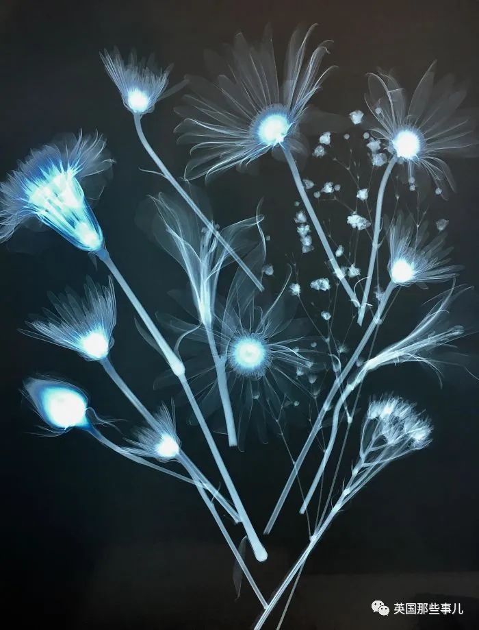 石棺裏藏貓貓，畫下還有另一副畫…X光下的各種物體原來這麽奇妙