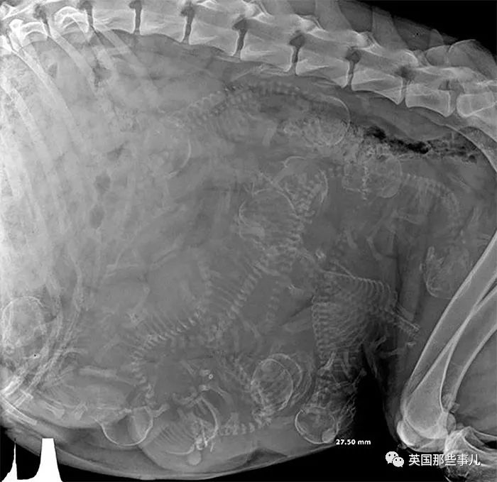 石棺裏藏貓貓，畫下還有另一副畫…X光下的各種物體原來這麽奇妙
