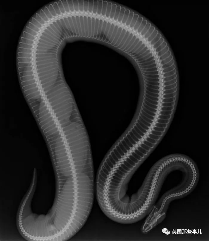 石棺裏藏貓貓，畫下還有另一副畫…X光下的各種物體原來這麽奇妙