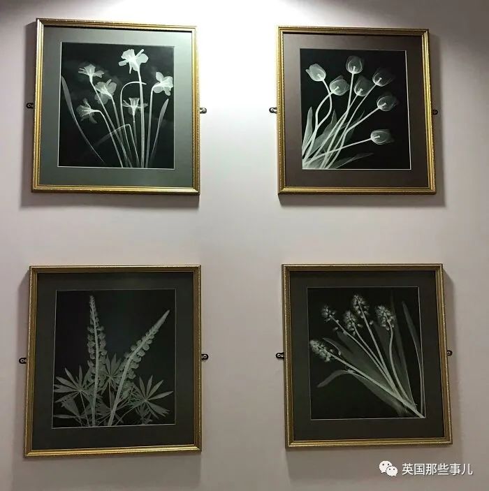 石棺裏藏貓貓，畫下還有另一副畫…X光下的各種物體原來這麽奇妙