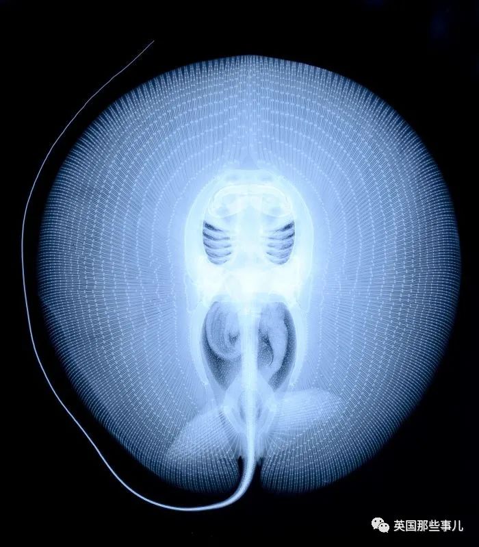 石棺裏藏貓貓，畫下還有另一副畫…X光下的各種物體原來這麽奇妙