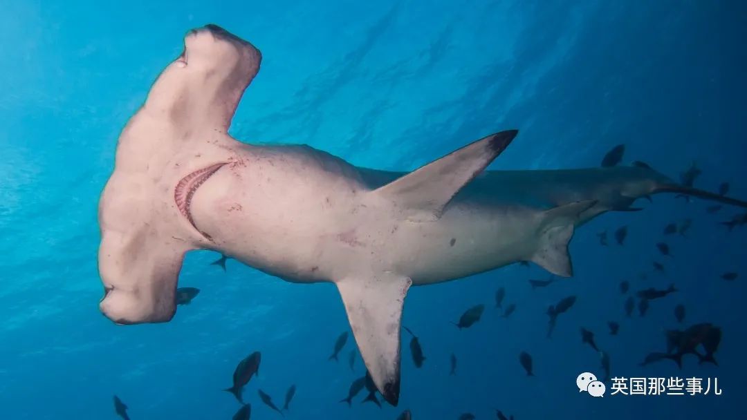 石棺裏藏貓貓，畫下還有另一副畫…X光下的各種物體原來這麽奇妙