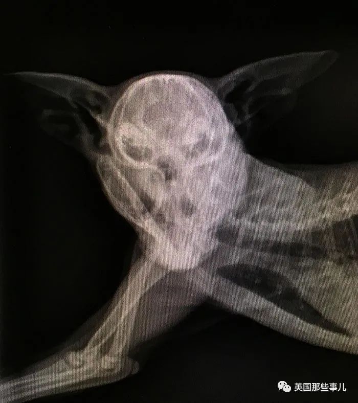 石棺裏藏貓貓，畫下還有另一副畫…X光下的各種物體原來這麽奇妙