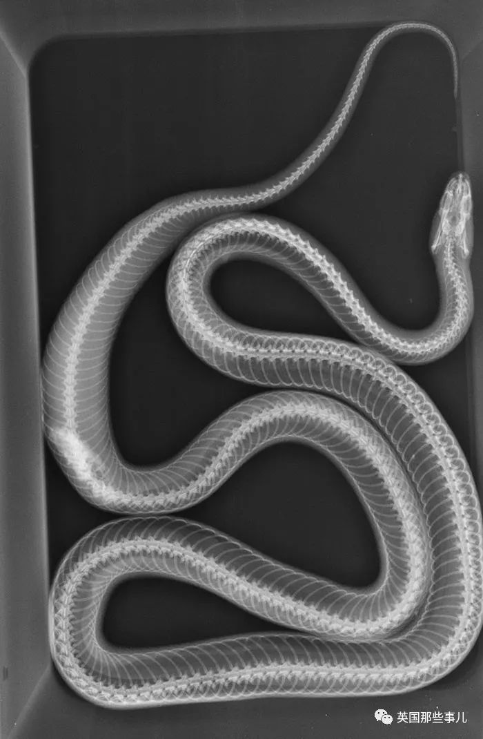 石棺裏藏貓貓，畫下還有另一副畫…X光下的各種物體原來這麽奇妙