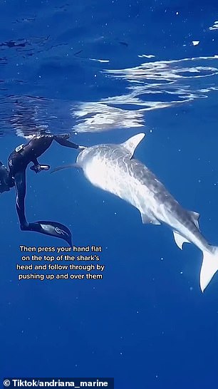 游泳遭遇鯊魚怎么辦？海洋生物學(xué)家說，把手放到它鼻子上