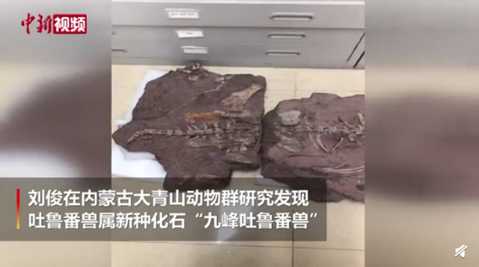 2.5亿|中国发现2.5亿年前九峰吐鲁番兽 体型大小相当于现在河马