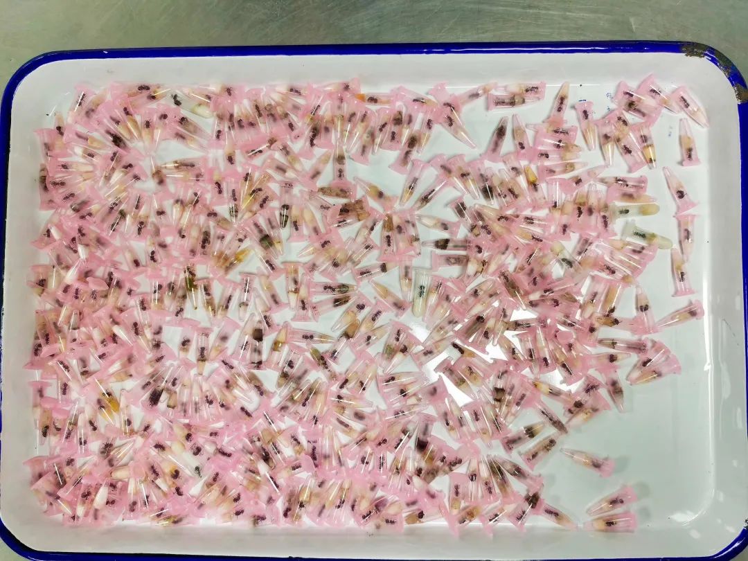 密恐慎入！上海海关查货406只活体蚂蚁，统统藏在一个可疑包裹里