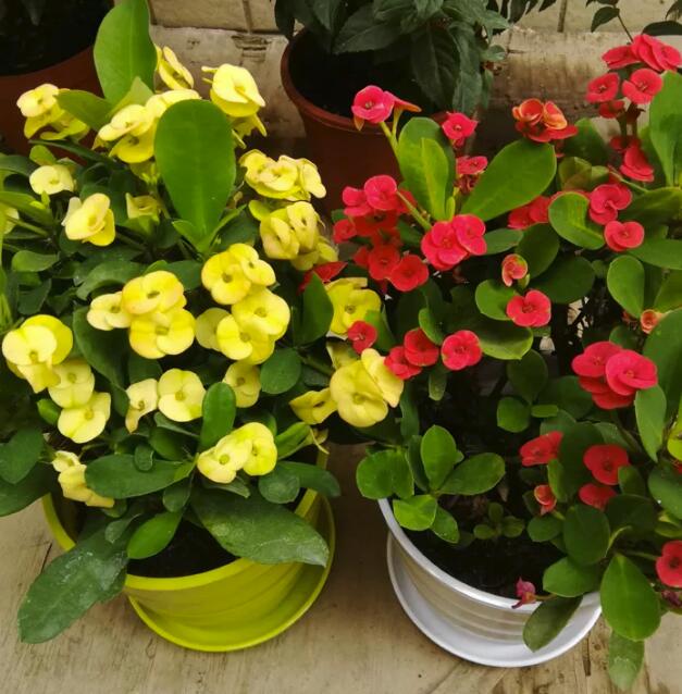 這些花隨便扔地上都能長得很好，懶人養(yǎng)花就從這里選