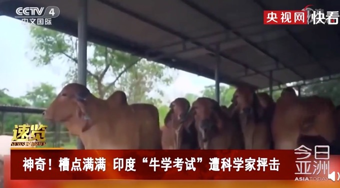 牛学|印度推出牛学考试 吸引50万人报名参加