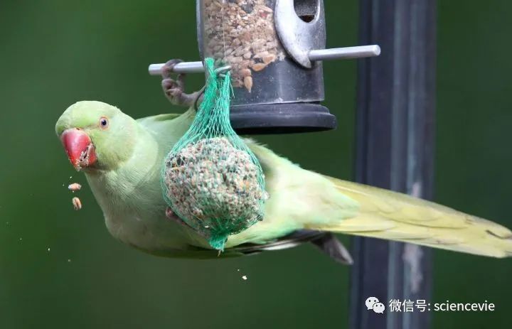 可愛(ài)鸚鵡為何成為入侵物種？