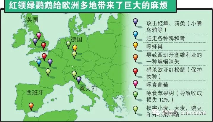 可愛(ài)鸚鵡為何成為入侵物種？
