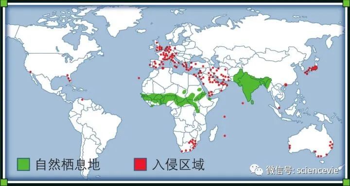 可愛(ài)鸚鵡為何成為入侵物種？