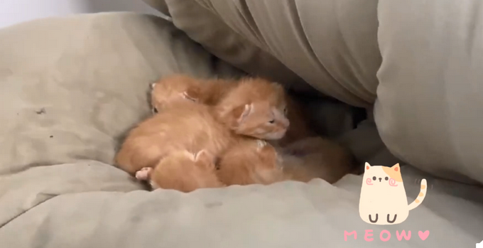 发现|学生返校发现被窝多了一群小奶猫网友:我们只长老鼠