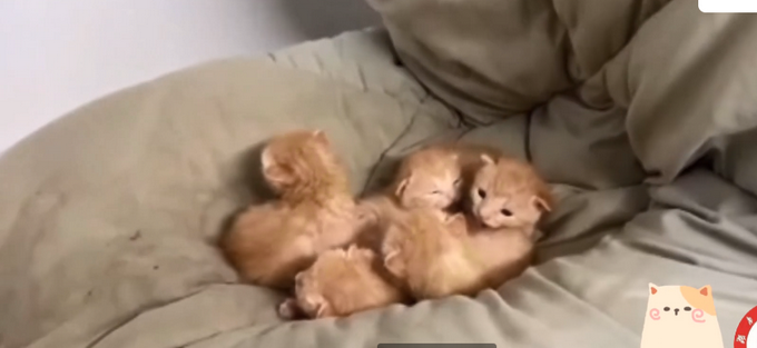 发现|学生返校发现被窝多了一群小奶猫网友:我们只长老鼠