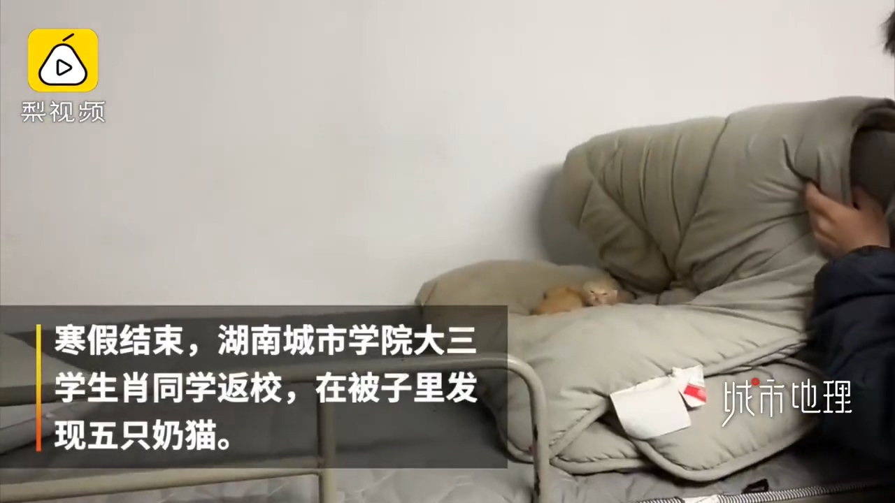 发现|学生返校发现被窝多了一群小奶猫 真是奶萌奶萌的