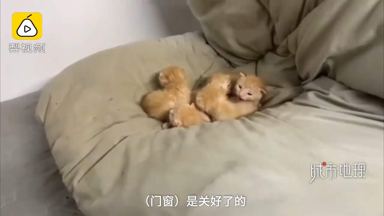 发现|学生返校发现被窝多了一群小奶猫 真是奶萌奶萌的