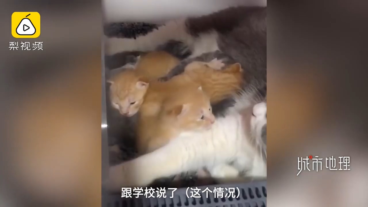 发现|学生返校发现被窝多了一群小奶猫 真是奶萌奶萌的