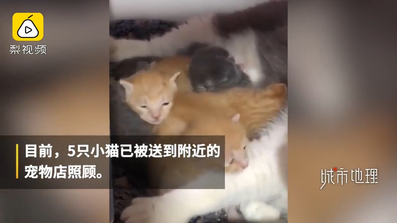 发现|学生返校发现被窝多了一群小奶猫 真是奶萌奶萌的