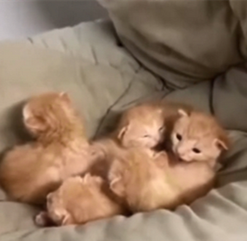 发现|学生返校发现被窝多了一群小奶猫 真是奶萌奶萌的