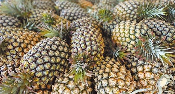 民進黨推�懶人包�為�新南向�成效不彰辯解被批已�迷向�