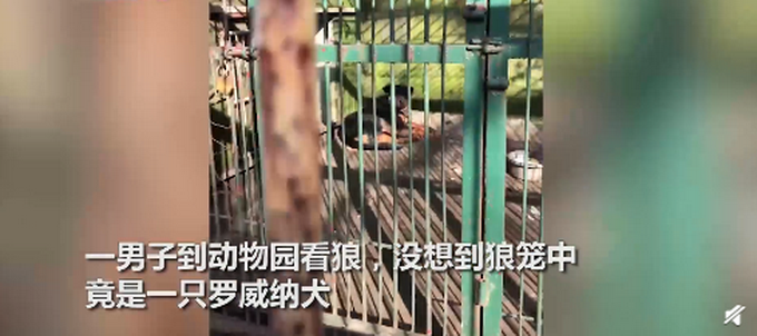 狗充|湖北一动物园以狗充狼 园方回应之前确实有一只狼但年纪太老已经去世了