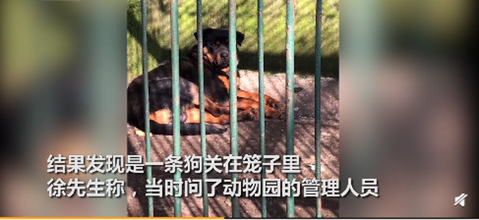 狗充|湖北一动物园以狗充狼 园方回应之前确实有一只狼但年纪太老已经去世了