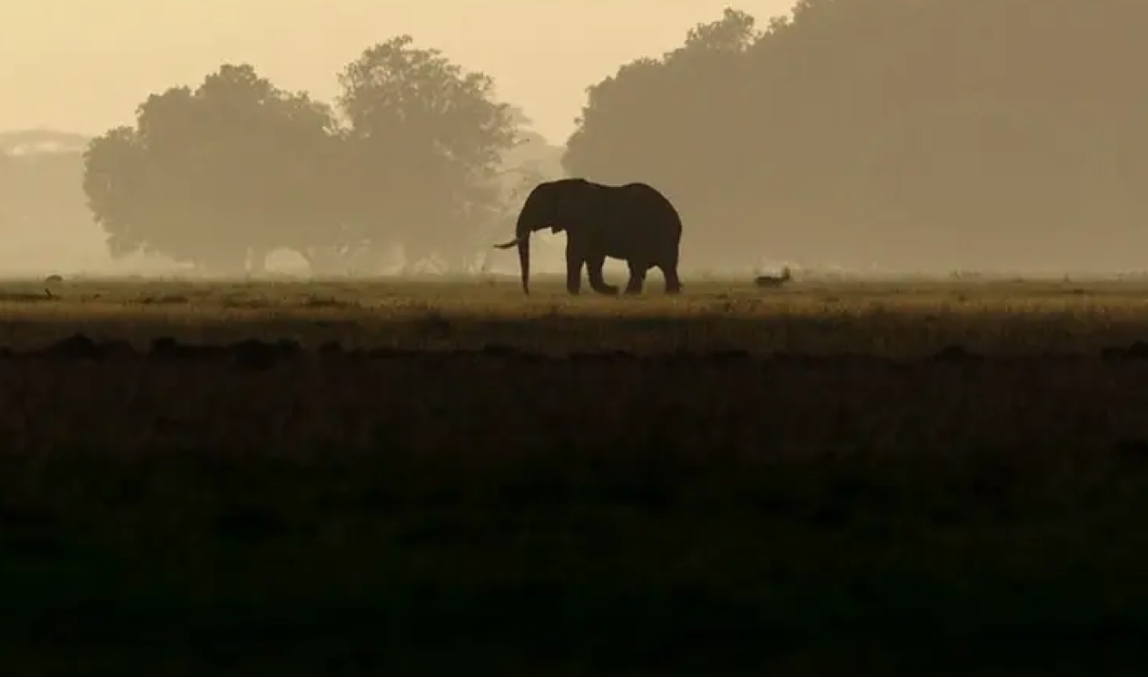 No matter animal, plant still is the mankind, the destiny Piao world that has be closely bound up is tough vivid plant day