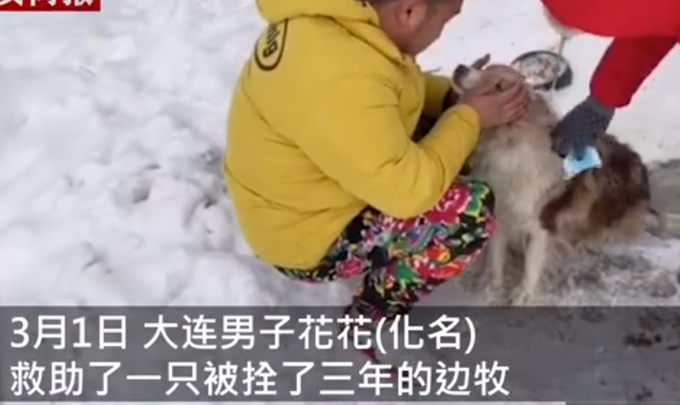 主人醉倒路边宠物狗忠心死守身旁！连声吼叫求救，路人却反被吓跑
