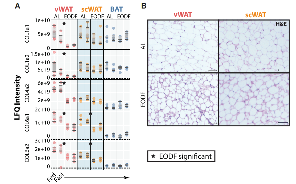 为什么会越减越肥？研究发现，可能是你的腹部脂肪在“抵抗”
