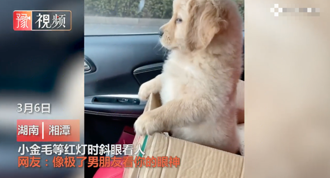 人像|金毛斜眼看人像极了“男友的眼神”这小眼神可把你委屈的