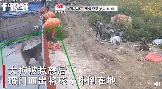 持续|小孩用石头持续挑衅大型犬 大狗被惹怒后破门而出将孩子扑倒在地