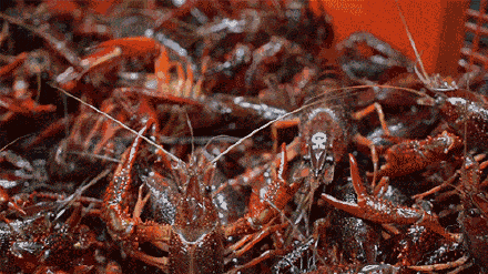The proposal strengthens zoology to prevent accuse to prevent crayfish to run rampant