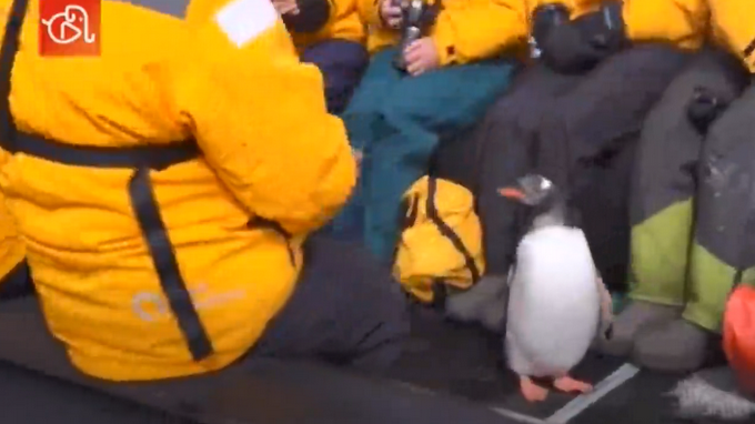 企鹅|遭虎鲸追捕 企鹅遭追捕跳上船求生