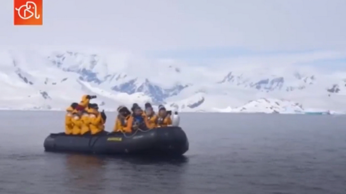 企鹅|遭虎鲸追捕 企鹅遭追捕跳上船求生