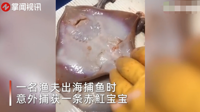 丹麦渔夫捕获赤魟宝宝！手一碰竟现神奇一幕，
