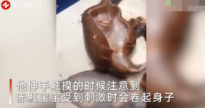 丹麦渔夫捕获赤魟宝宝！手一碰竟现神奇一幕，