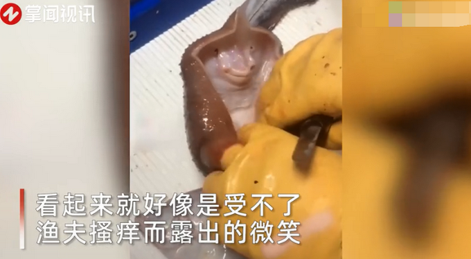 丹麦渔夫捕获赤魟宝宝！手一碰竟现神奇一幕，