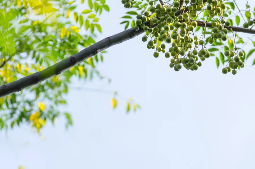 櫟椴楸桕枳檜楝柊榅桲，你都認(rèn)識(shí)嗎？